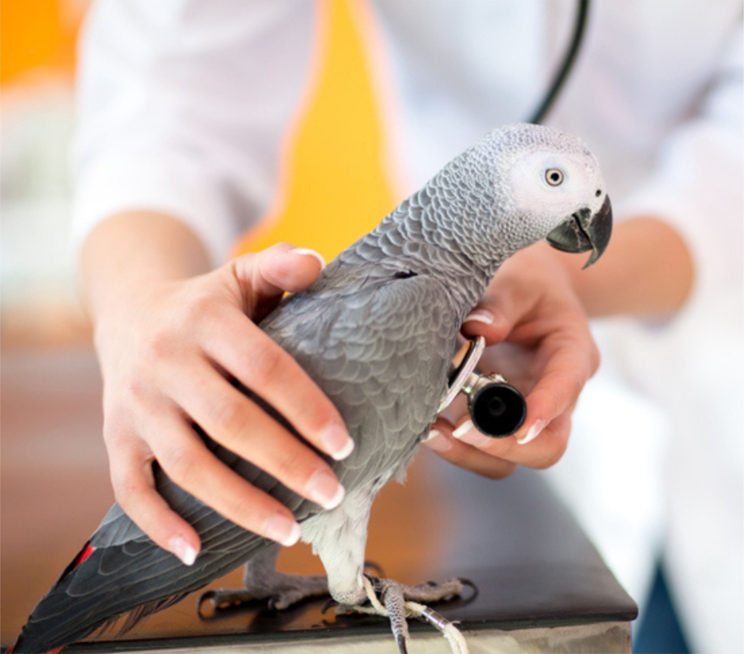 Doenças das aves e os tratamentos disponíveis