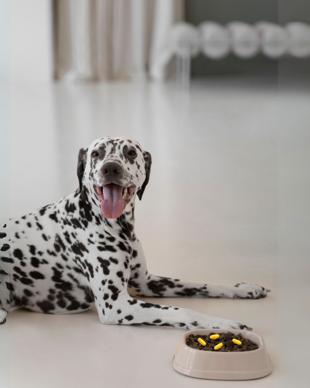 Discover the Health Benefits of Omega-3 for Your Pets