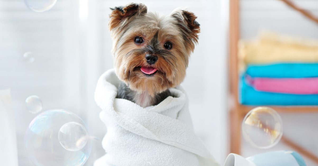 Bath on Straight hair coat dogs - Pet Tips | Mundo Animal