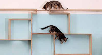 Enriquecimento ambiental para gatos domésticos