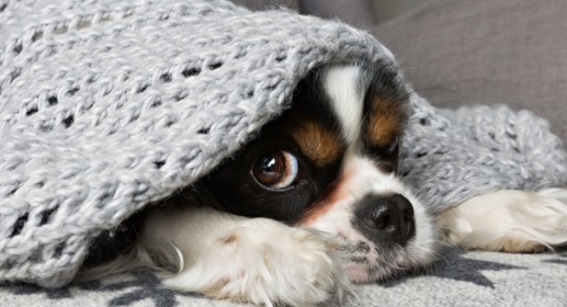 Fatores que contribuem para a queda da imunidade em pets