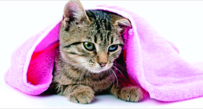 Gatos também tomam banho! Você sabia? 