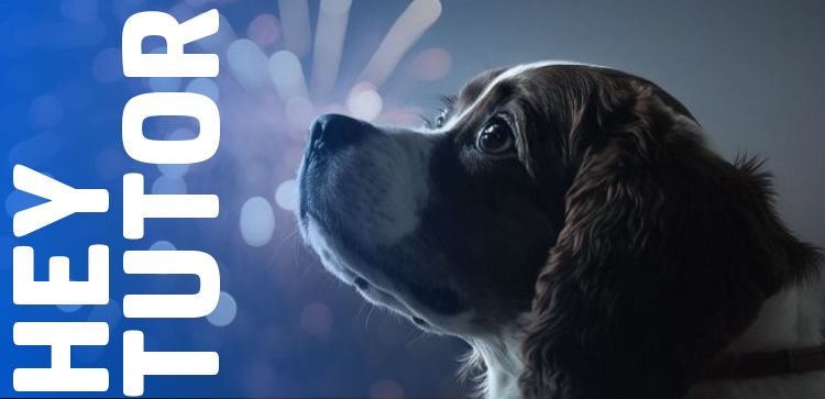 Hey Tutor: 5 Dicas pra lidar com cachorro com medo de fogos 