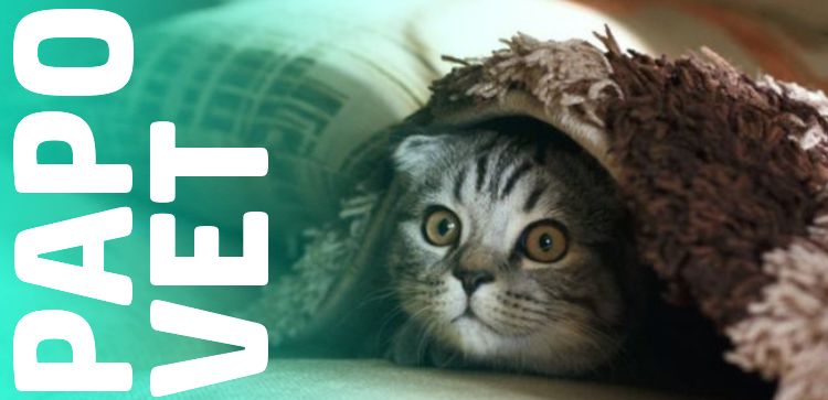 Papo Vet: O Papel do Triptofano no Manejo do Estresse em Pets: Uma Abordagem Neuroquímica e Comportamental