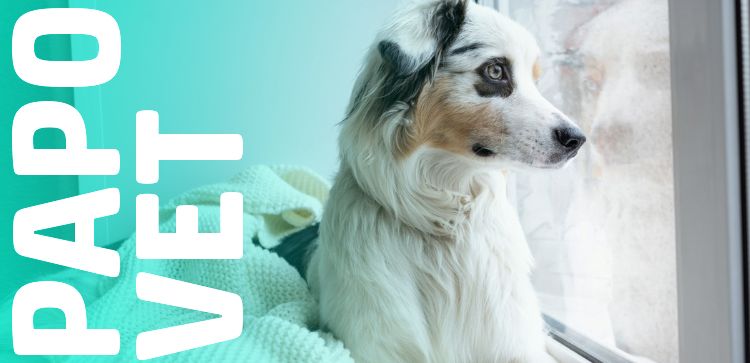 Papo Vet: Como Identificar e Tratar a Ansiedade de Separação em Cães e Gatos?