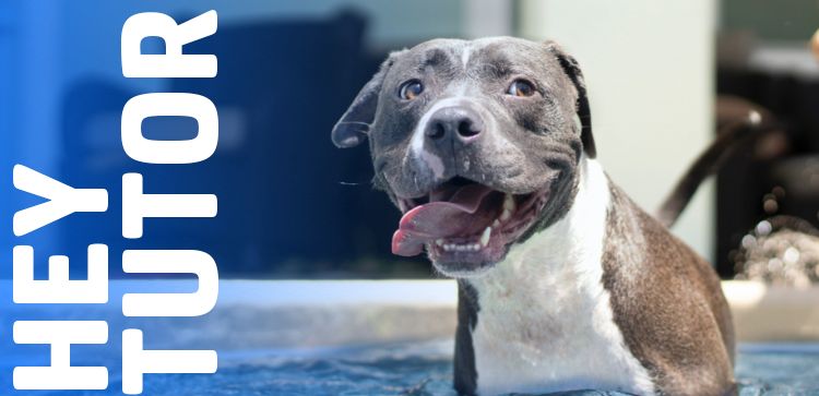 Hey Tutor: Como Cuidar de cachorro e Gato no Calor?