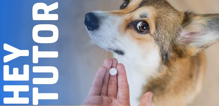 Hey Tutor: Você realmente sabe onde e como guardar medicamento pet em casa? 