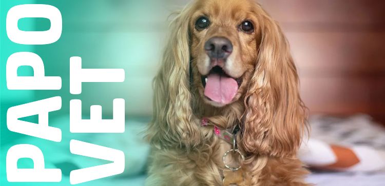 Papo Vet: Piodermite Sob Controle